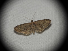 Eupithecia vulgata