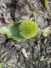 Castanea mollissima