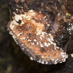 Trichoderma pulvinatum