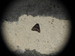 Oligia strigilis
