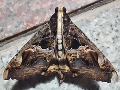 Sphingomorpha chlorea