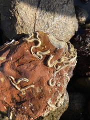 Spirobranchus triqueter