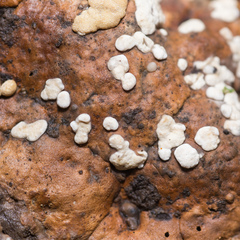 Trichoderma pulvinatum