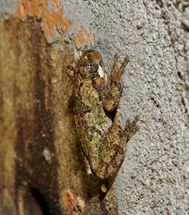 Hyla chrysoscelis