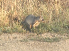 Procyon cancrivorus