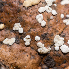 Trichoderma pulvinatum