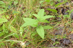 Calystegia spithamaea