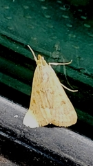 Achyra rantalis