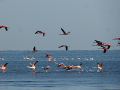 Phoenicopterus chilensis