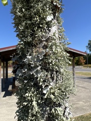 Parmotrema perforatum