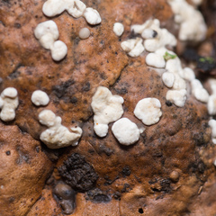 Trichoderma pulvinatum