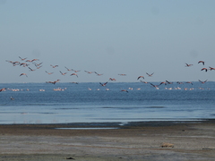 Phoenicopterus chilensis