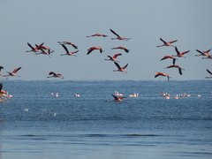 Phoenicopterus chilensis