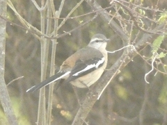 Mimus triurus