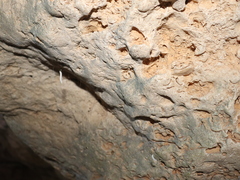 Keroplatidae