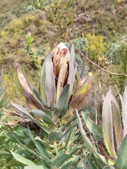 Protea coronata