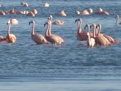 Phoenicopterus chilensis