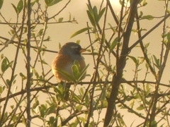 Saltatricula multicolor