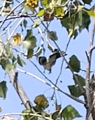 Spinus psaltria