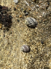 Nerita tessellata
