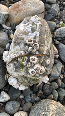 Balanus glandula