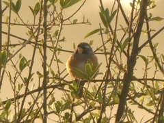 Saltatricula multicolor