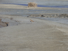 Charadrius falklandicus