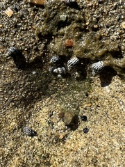Echinolittorina ziczac