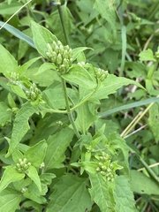Chromolaena odorata