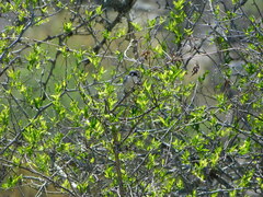 Microspingus melanoleucus