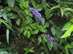 Petrea bracteata