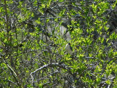 Microspingus melanoleucus