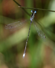 Lestes alacer