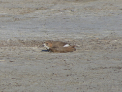 Charadrius falklandicus