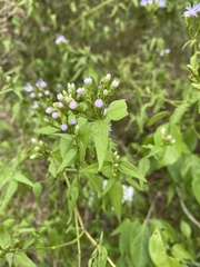 Chromolaena odorata