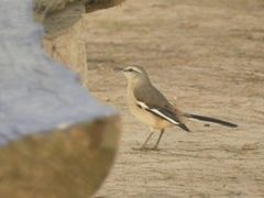 Mimus triurus