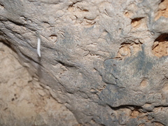 Keroplatidae