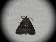 Oligia latruncula