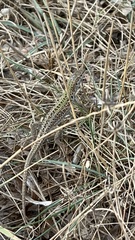 Podarcis siculus campestris