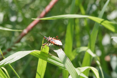 Rhynocoris iracundus