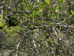 Microspingus melanoleucus