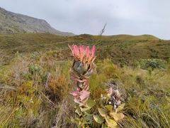 Protea eximia