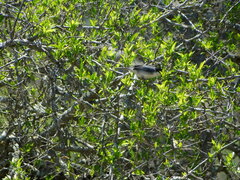 Microspingus melanoleucus