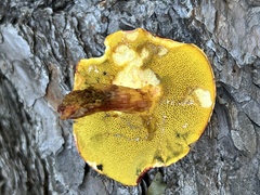 Boletus purpureorubellus