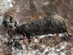 Grapholita funebrana