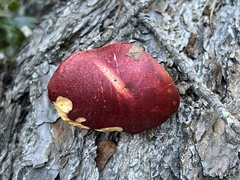 Boletus purpureorubellus