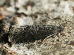 Grapholita funebrana