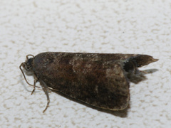 Grapholita funebrana