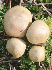 Suillus variegatus
