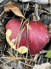 Boletus purpureorubellus